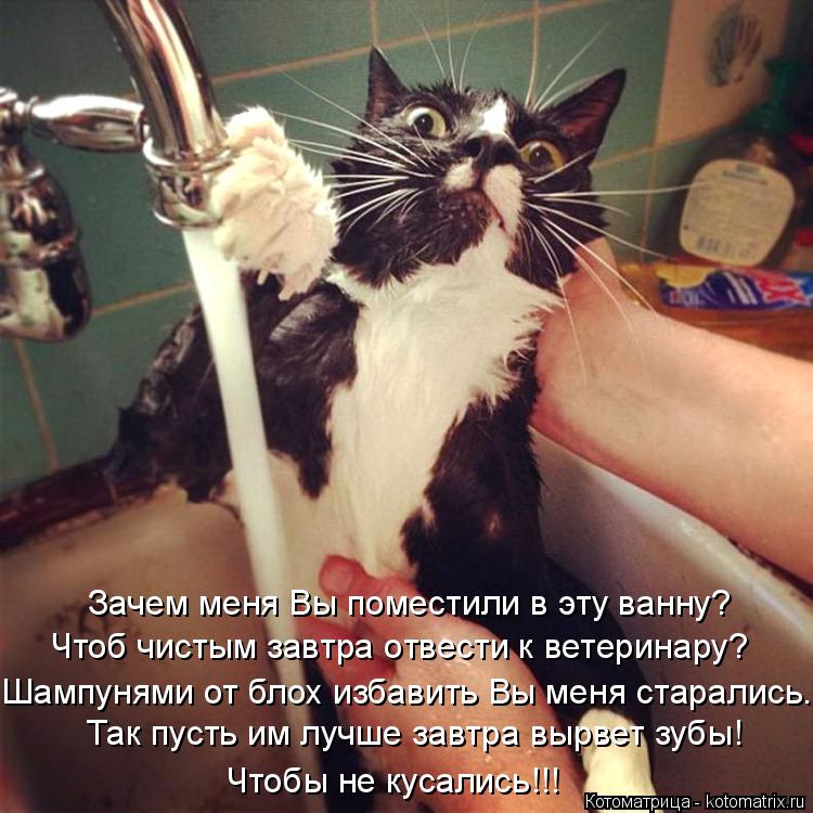 Котоматрица: Так пусть им лучше завтра вырвет зубы! Чтобы не кусались!!! Чтоб чистым завтра отвести к ветеринару? Зачем меня Вы поместили в эту ванну? Шамп