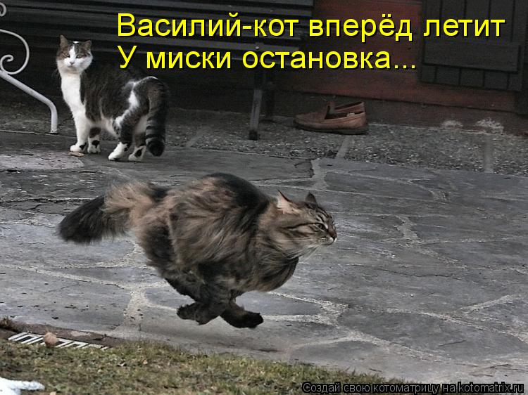 Василий-кот вперёд летит У миски остановка...... Котоматрица: Василий-кот вперёд летит У миски остановка...