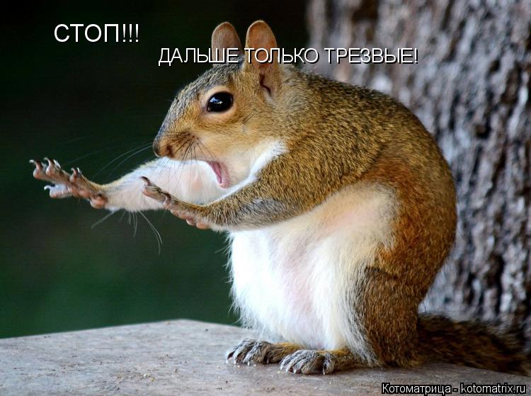 СТОП!!! ДАЛЬШЕ ТОЛЬКО ТРЕЗВЫЕ!... Котоматрица: СТОП!!! ДАЛЬШЕ ТОЛЬКО ТРЕЗВЫЕ!