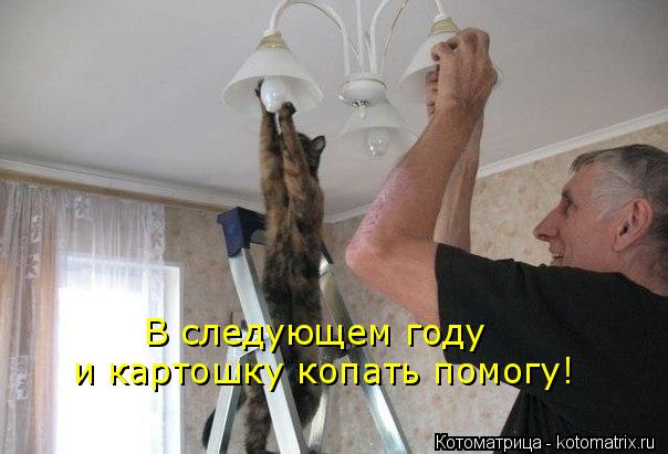 Котоматрица: и картошку копать помогу! В следующем году
