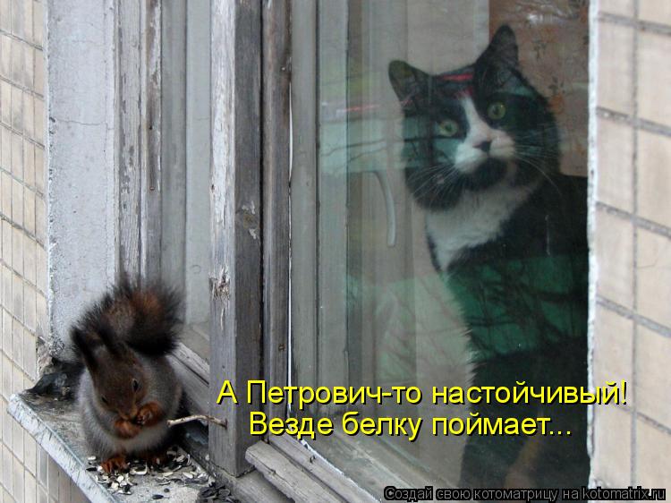 А Петрович-то настойчивый! Везде белку поймает...... Котоматрица: А Петрович-то настойчивый! Везде белку поймает...