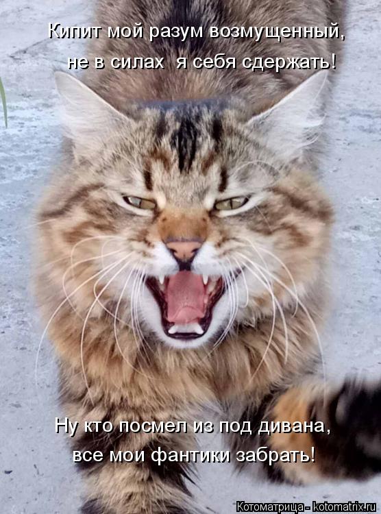 Ну кто посмел из под дивана, все мои фантики забрать! Кипит мой разум возмущенный, не в силах я себя... Котоматрица: Ну кто посмел из под дивана, все мои фантики забрать! Кипит мой разум возмущенный, не в силах я себя сдержать!