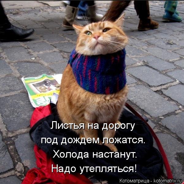 Холода настанут. Листья на дорогу под дождем ложатся. Надо утепляться!... Котоматрица: Холода настанут. Листья на дорогу под дождем ложатся. Надо утепляться!