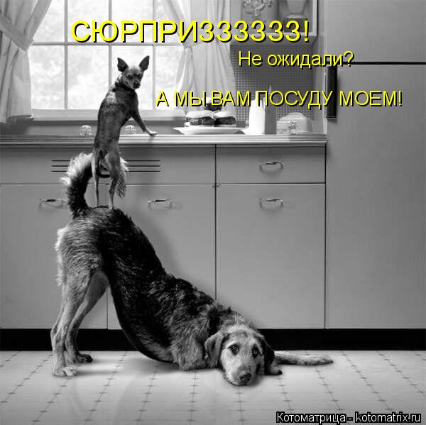 СЮРПРИЗЗЗЗЗЗ! Не ожидали? А МЫ ВАМ ПОСУДУ МОЕМ!... Котоматрица: СЮРПРИЗЗЗЗЗЗ! Не ожидали? А МЫ ВАМ ПОСУДУ МОЕМ!