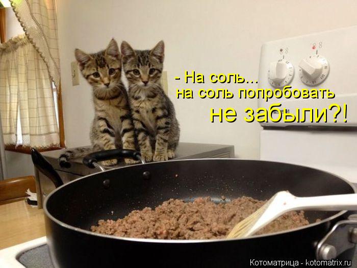 - На соль... на соль попробовать не забыли?!... Котоматрица: - На соль... на соль попробовать не забыли?!