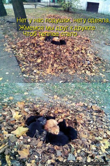 Нет у нас подушки, нету одеяла, Жмемся мы друг к дружке Чтоб теплее стало... Котоматрица: Нет у нас подушки, нету одеяла, Жмемся мы друг к дружке Чтоб теплее стало