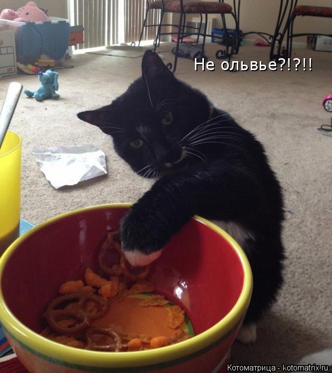 Не ольвье?!?!!... Котоматрица: Не ольвье?!?!!