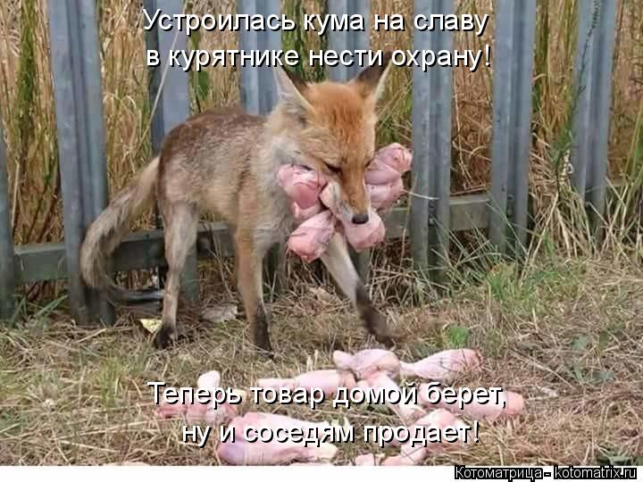 Устроилась кума на славу в курятнике нести охрану! Теперь товар домой берет, ну и соседям продает!... Котоматрица: Устроилась кума на славу в курятнике нести охрану! Теперь товар домой берет, ну и соседям продает!