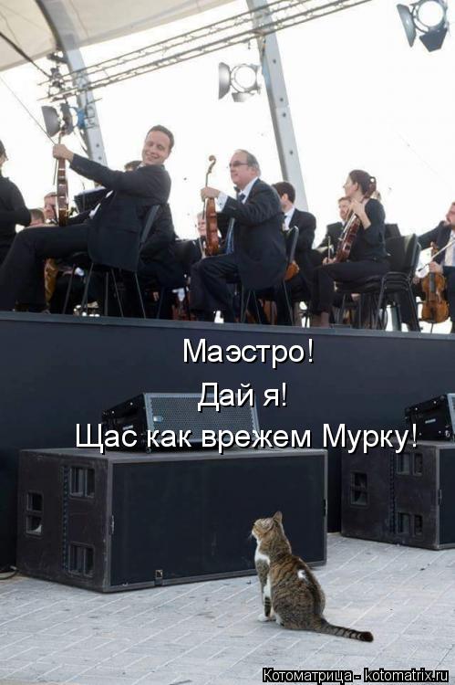 Маэстро! Дай я! Щас как врежем Мурку!... Котоматрица: Маэстро! Дай я! Щас как врежем Мурку!