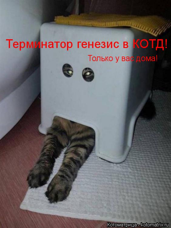 Терминатор генезис в КОТД! Только у вас дома!... Котоматрица: Терминатор генезис в КОТД! Только у вас дома!