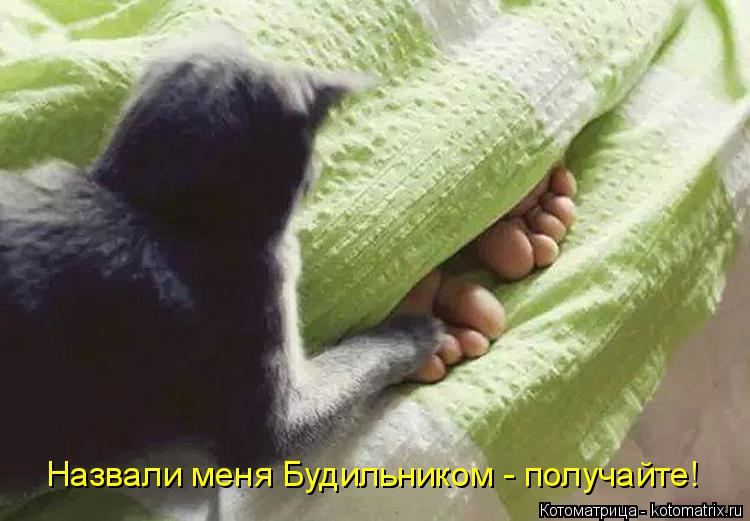 Назвали меня Будильником - получайте!... Котоматрица: Назвали меня Будильником - получайте!