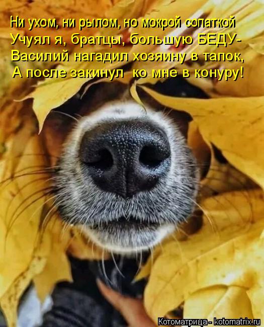 Ни ухом, ни рылом, но мокрой сопаткой Ни ухом, ни рылом, но мокрой сопаткой Учуял я, братцы, большую ... Котоматрица: Ни ухом, ни рылом, но мокрой сопаткой Ни ухом, ни рылом, но мокрой сопаткой Учуял я, братцы, большую БЕДУ- Василий нагадил хозяину в тапок, А по