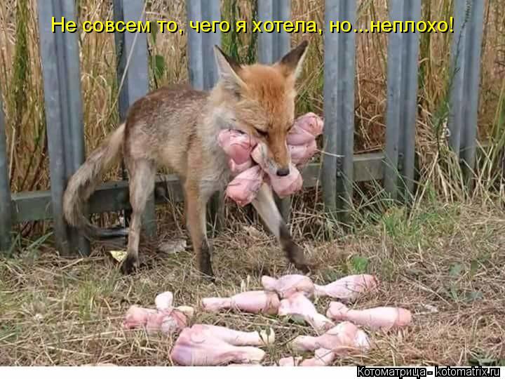 Не совсем то, чего я хотела, но...неплохо!... Котоматрица: Не совсем то, чего я хотела, но...неплохо!