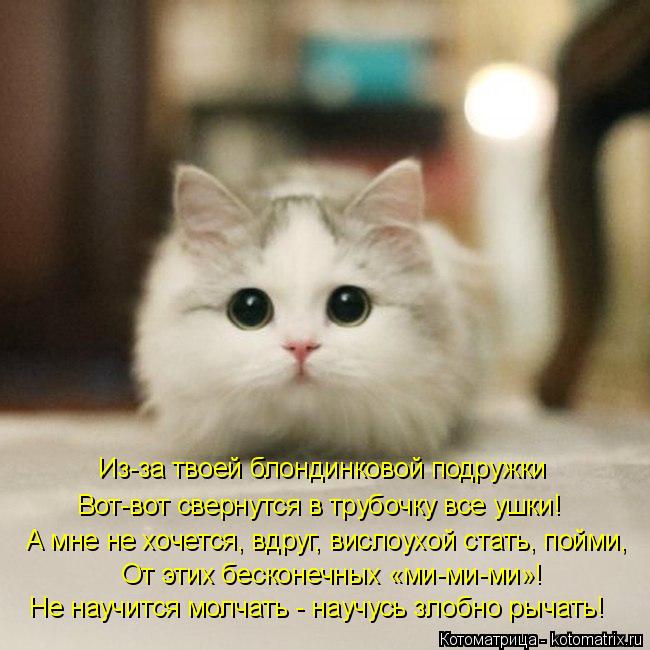 Из-за твоей блондинковой подружки Вот-вот свернутся в трубочку все ушки! А мне не хочется, вдруг, вис... Котоматрица: Из-за твоей блондинковой подружки Вот-вот свернутся в трубочку все ушки! А мне не хочется, вдруг, вислоухой стать, пойми, От этих бесконечных