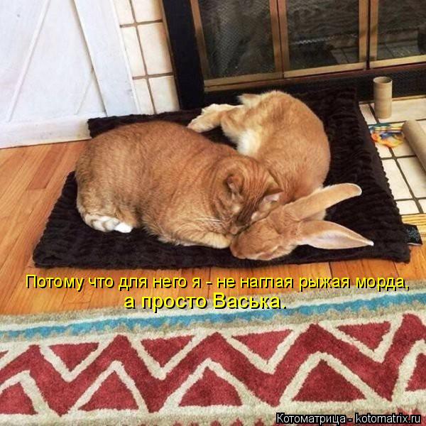 Потому что для него я - не наглая рыжая морда, а просто Васька.... Котоматрица: Потому что для него я - не наглая рыжая морда, а просто Васька.