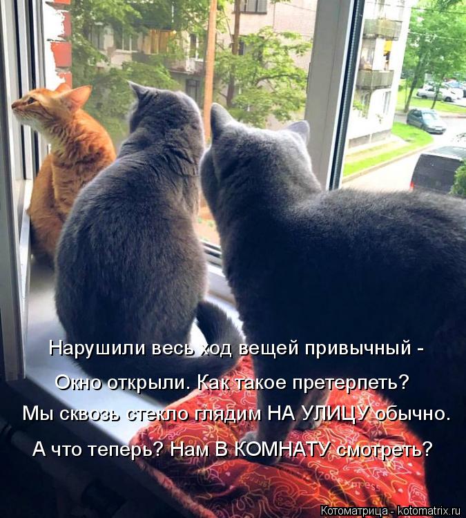 Нарушили весь ход вещей привычный - Окно открыли. Как такое претерпеть? Мы сквозь стекло глядим НА УЛ... Котоматрица: Нарушили весь ход вещей привычный - Окно открыли. Как такое претерпеть? Мы сквозь стекло глядим НА УЛИЦУ обычно. А что теперь? Нам В КОМНАТУ с