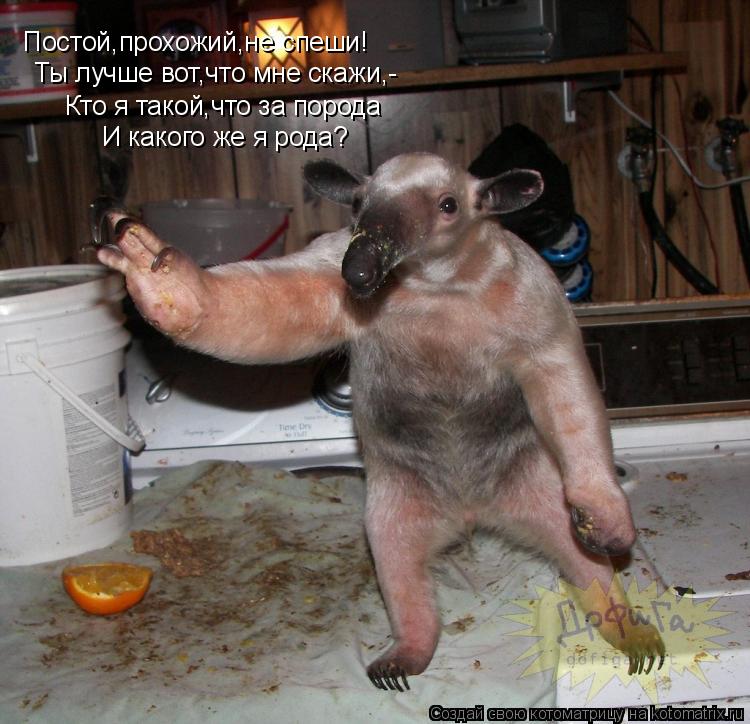 Постой,прохожий,не спеши! Ты лучше вот,что мне скажи,- Кто я такой,что за порода И какого же я рода?... Котоматрица: Постой,прохожий,не спеши! Ты лучше вот,что мне скажи,- Кто я такой,что за порода И какого же я рода?