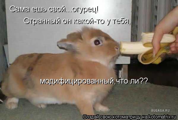 Сама ешь свой...огурец! Странный он какой-то у тебя, модифицированный,что ли??... Котоматрица: Сама ешь свой...огурец! Странный он какой-то у тебя, модифицированный,что ли??