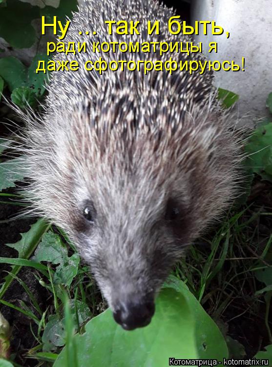 Ну ... так и быть, ради котоматрицы я даже сфотографируюсь!... Котоматрица: Ну ... так и быть, ради котоматрицы я даже сфотографируюсь!