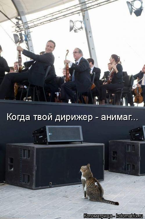 Когда твой дирижер - анимаг...... Котоматрица: Когда твой дирижер - анимаг...