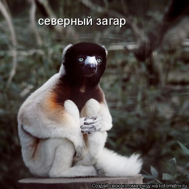 северный загар... Котоматрица: северный загар