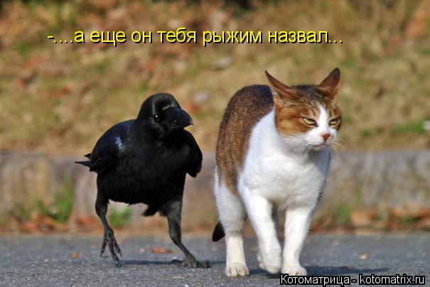 -....а еще он тебя рыжим назвал...... Котоматрица: -....а еще он тебя рыжим назвал...