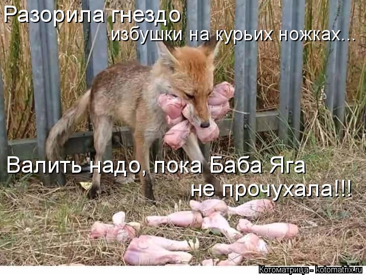 Разорила гнездо избушки на курьих ножках... Валить надо, пока Баба Яга не прочухала!!!... Котоматрица: Разорила гнездо избушки на курьих ножках... Валить надо, пока Баба Яга не прочухала!!!