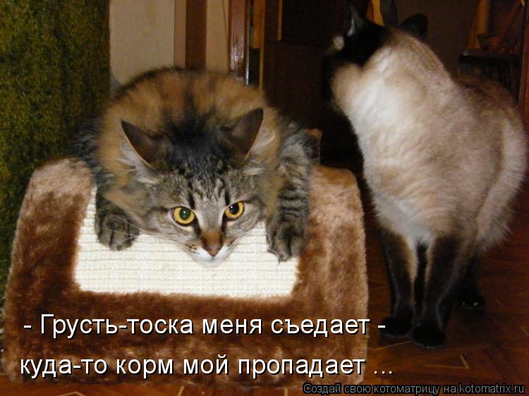 - Грусть-тоска меня съедает - куда-то корм мой пропадает ...... Котоматрица: - Грусть-тоска меня съедает - куда-то корм мой пропадает ...