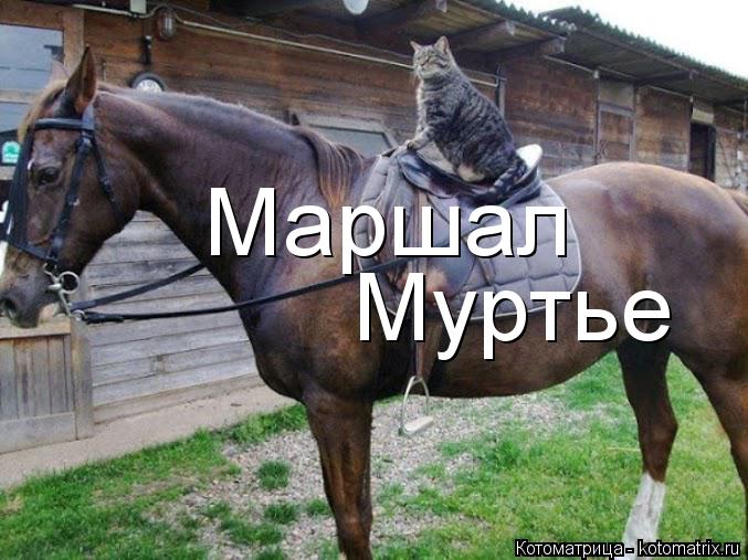 Маршал Муртье... Котоматрица: Маршал Муртье
