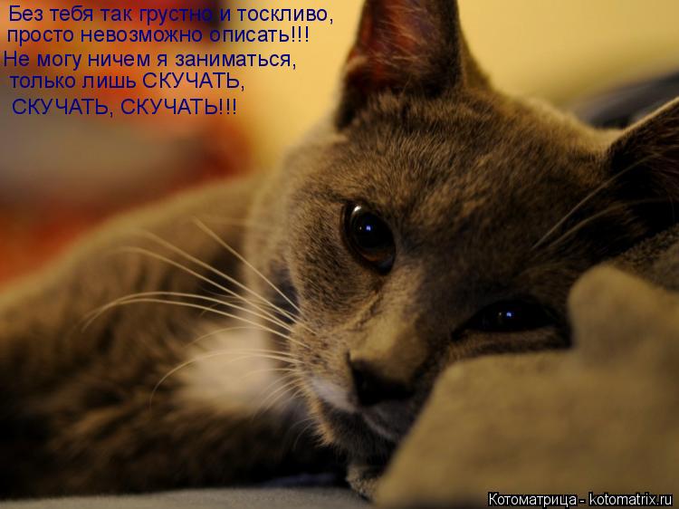 Без тебя так грустно и тоскливо, просто невозможно описать!!! Не могу ничем я заниматься, только ли... Котоматрица: Без тебя так грустно и тоскливо, просто невозможно описать!!! Не могу ничем я заниматься, только лишь СКУЧАТЬ, СКУЧАТЬ, СКУЧАТЬ!!!
