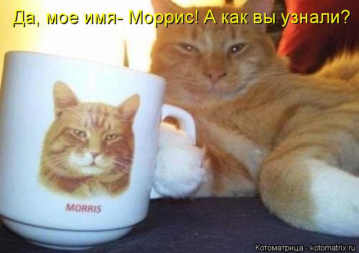 Котоматрица: Да, мое имя- Моррис! А как вы узнали?