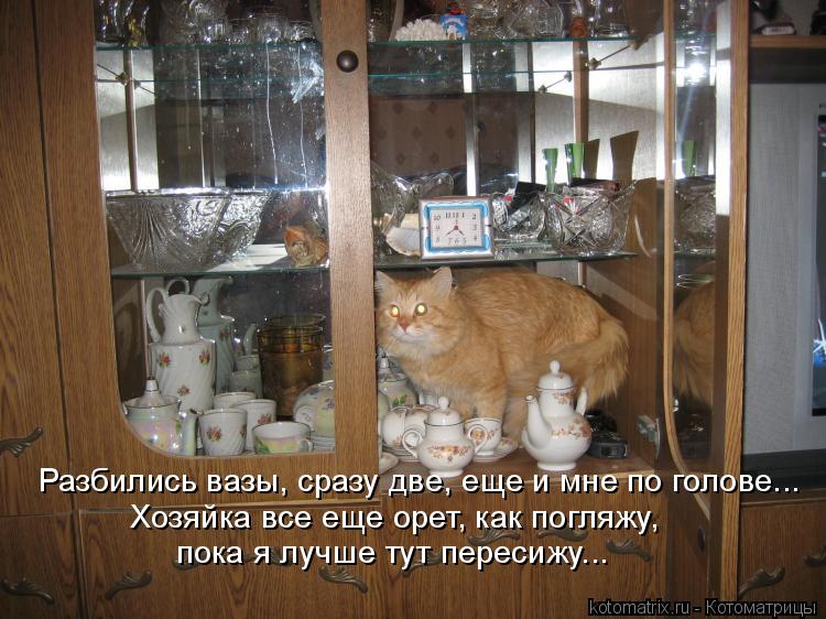 Разбились вазы, сразу две, еще и мне по голове... Хозяйка все еще орет, как погляжу, пока я лучше ту... Котоматрица: Разбились вазы, сразу две, еще и мне по голове... Хозяйка все еще орет, как погляжу, пока я лучше тут пересижу...