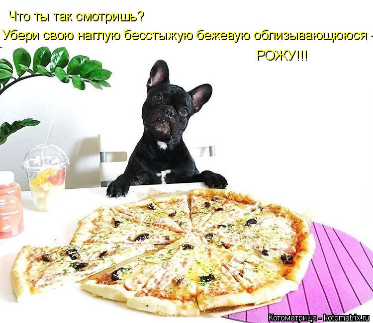 Что ты так смотришь? РОЖУ!!! Убери свою наглую бесстыжую бежевую облизывающююся -... Котоматрица: Что ты так смотришь? РОЖУ!!! Убери свою наглую бесстыжую бежевую облизывающююся -
