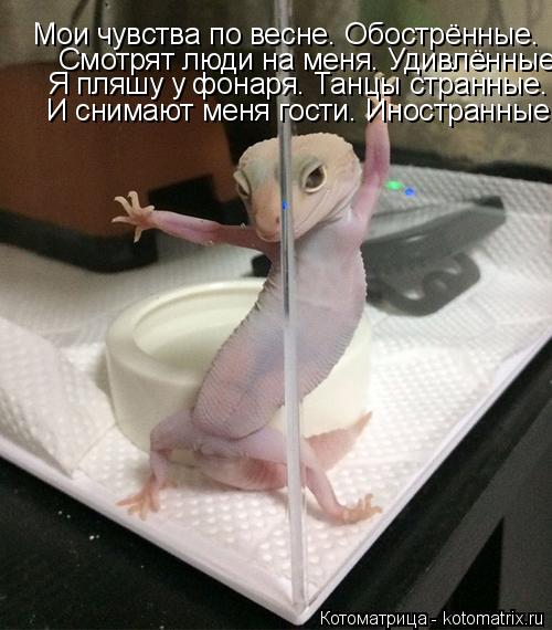 Мои чувства по весне. Обострённые. Смотрят люди на меня. Удивлённые. Я пляшу у фонаря. Танцы стр... Котоматрица: Мои чувства по весне. Обострённые. Смотрят люди на меня. Удивлённые. Я пляшу у фонаря. Танцы странные. И снимают меня гости. Иностранные.