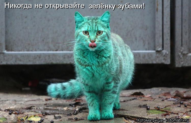 Никогда не открывайте зелёнку зубами!... Котоматрица: Никогда не открывайте зелёнку зубами!