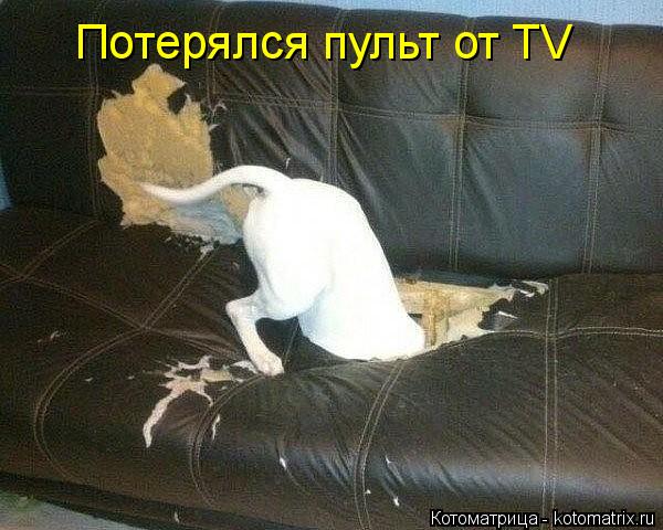 Потерялся пульт от TV... Котоматрица: Потерялся пульт от TV
