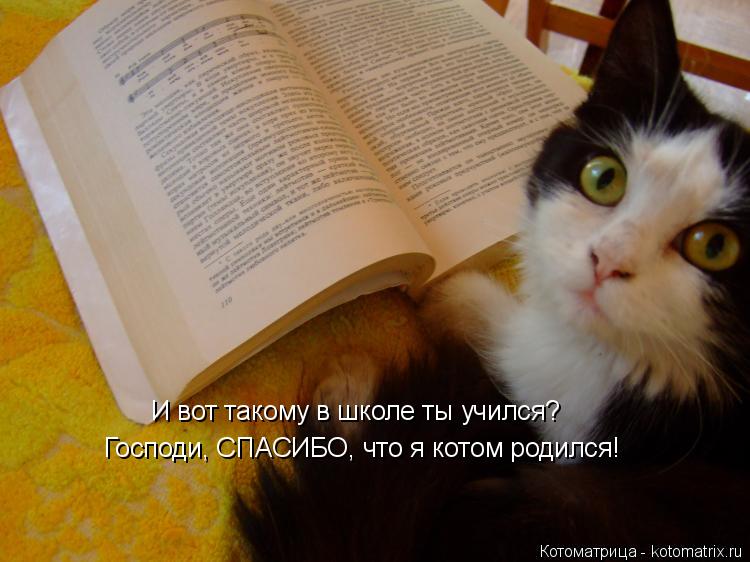 И вот такому в школе ты учился? Господи, СПАСИБО, что я котом родился!... Котоматрица: И вот такому в школе ты учился? Господи, СПАСИБО, что я котом родился!