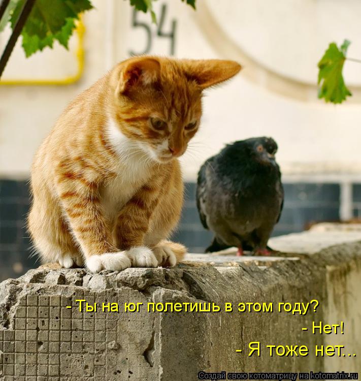 - Ты на юг полетишь в этом году? - Нет! - Я тоже нет...... Котоматрица: - Ты на юг полетишь в этом году? - Нет! - Я тоже нет...