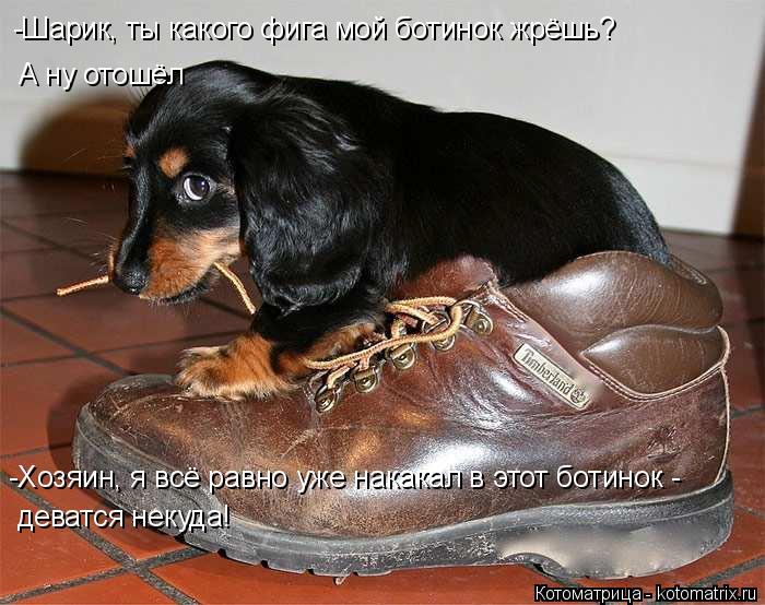 -Шарик, ты какого фига мой ботинок жрёшь? -Хозяин, я всё равно уже накакал в этот ботинок - деватся н... Котоматрица: -Шарик, ты какого фига мой ботинок жрёшь? -Хозяин, я всё равно уже накакал в этот ботинок - деватся некуда! А ну отошёл