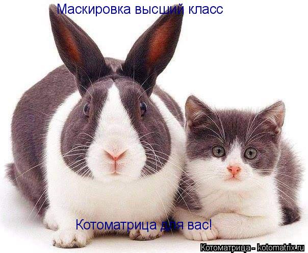 Маскировка высший класс Котоматрица для вас!... Котоматрица: Маскировка высший класс Котоматрица для вас!