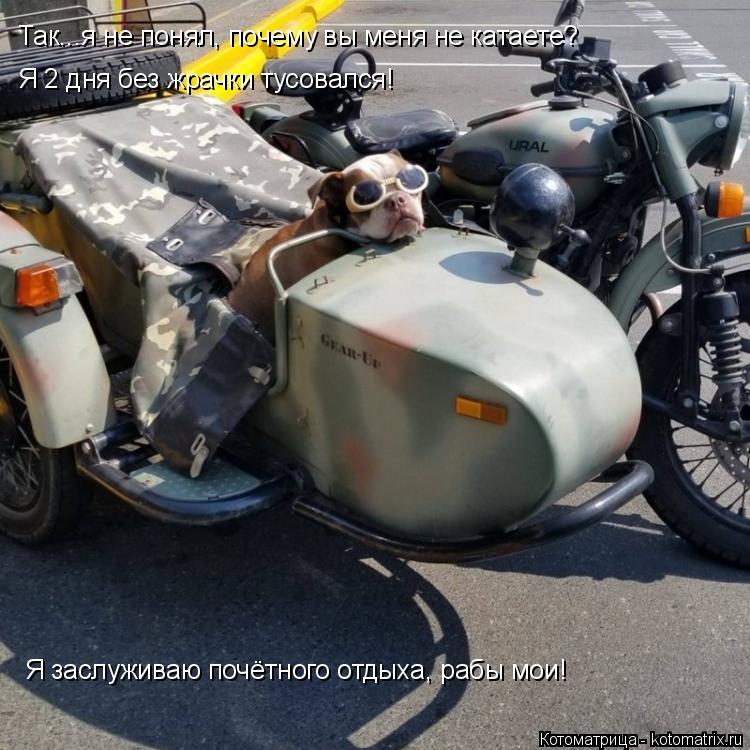 Так...я не понял, почему вы меня не катаете? Я 2 дня без жрачки тусовался! Я заслуживаю почётного отд... Котоматрица: Так...я не понял, почему вы меня не катаете? Я 2 дня без жрачки тусовался! Я заслуживаю почётного отдыха, рабы мои!