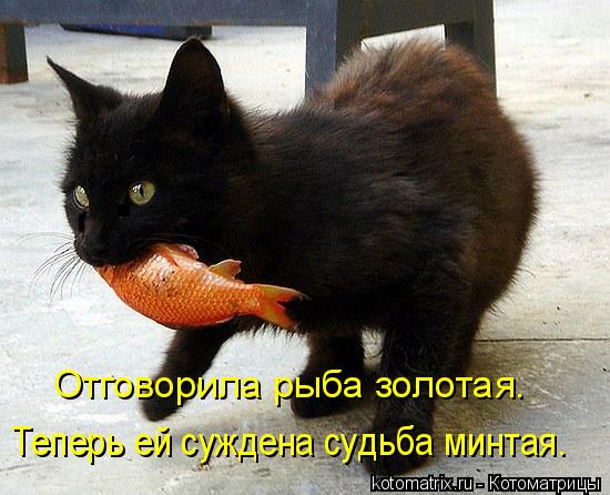 Отговорила рыба золотая. Теперь ей суждена судьба минтая.... Котоматрица: Отговорила рыба золотая. Теперь ей суждена судьба минтая.