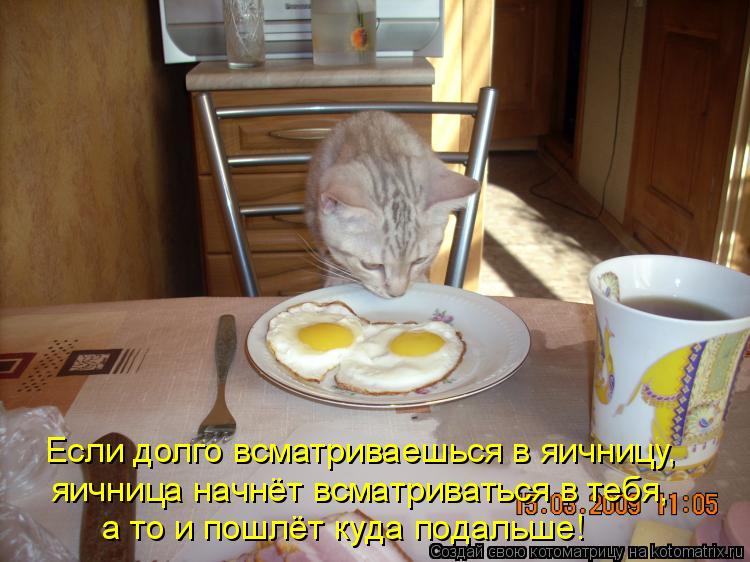 Если долго всматриваешься в яичницу, яичница начнёт всматриваться в тебя, а то и пошлёт куда подальш... Котоматрица: Если долго всматриваешься в яичницу, яичница начнёт всматриваться в тебя, а то и пошлёт куда подальше!