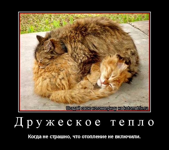Дружеское тепло Когда не страшно, что отопление не включили.... Котоматрица: Дружеское тепло Когда не страшно, что отопление не включили.