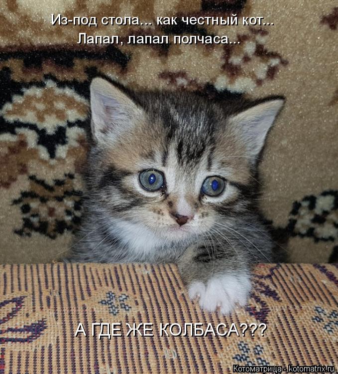 Из-под стола... как честный кот... Лапал, лапал полчаса... А ГДЕ ЖЕ КОЛБАСА???... Котоматрица: Из-под стола... как честный кот... Лапал, лапал полчаса... А ГДЕ ЖЕ КОЛБАСА???