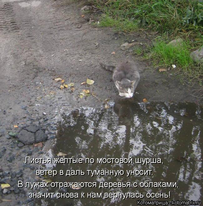 значит снова к нам вернулась осень! ветер в даль туманную уносит. Листья желтые по мостовой шурша, В ... Котоматрица: значит снова к нам вернулась осень! ветер в даль туманную уносит. Листья желтые по мостовой шурша, В лужах отражаются деревья с облаками,