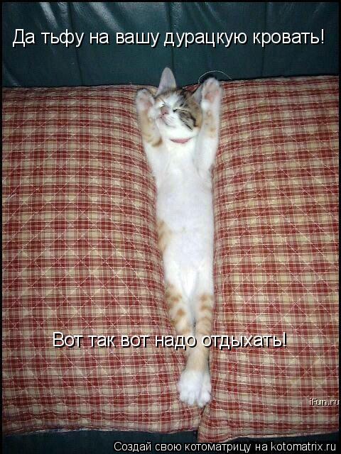 Да тьфу на вашу дурацкую кровать! Вот так вот надо отдыхать!... Котоматрица: Да тьфу на вашу дурацкую кровать! Вот так вот надо отдыхать!