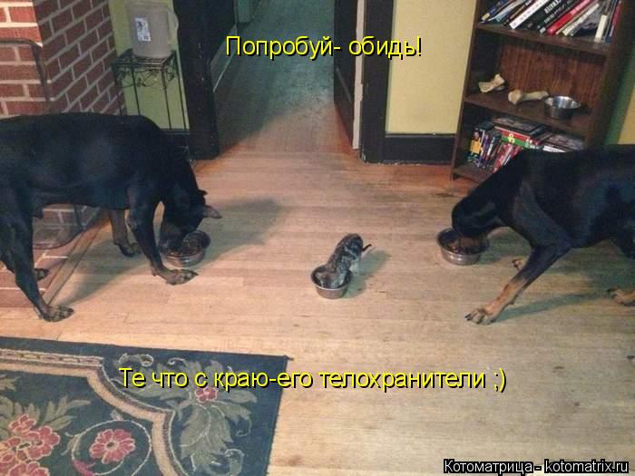 Попробуй- обидь! Те что с краю-его телохранители ;)... Котоматрица: Попробуй- обидь! Те что с краю-его телохранители ;)