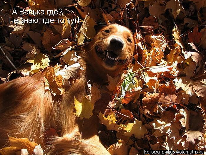 А Васька где? Не знаю, где-то тут!... Котоматрица: А Васька где? Не знаю, где-то тут!