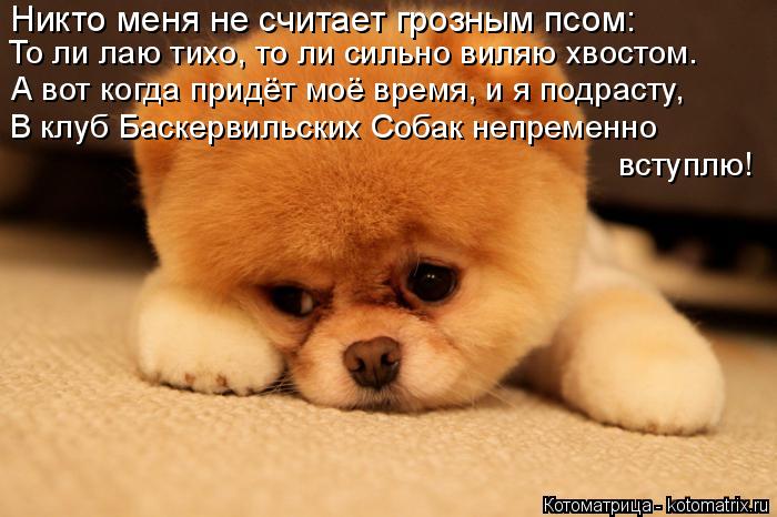 Никто меня не считает грозным псом: То ли лаю тихо, то ли сильно виляю хвостом. А вот когда придёт мо... Котоматрица: Никто меня не считает грозным псом: То ли лаю тихо, то ли сильно виляю хвостом. А вот когда придёт моё время, и я подрасту, В клуб Баскервильск